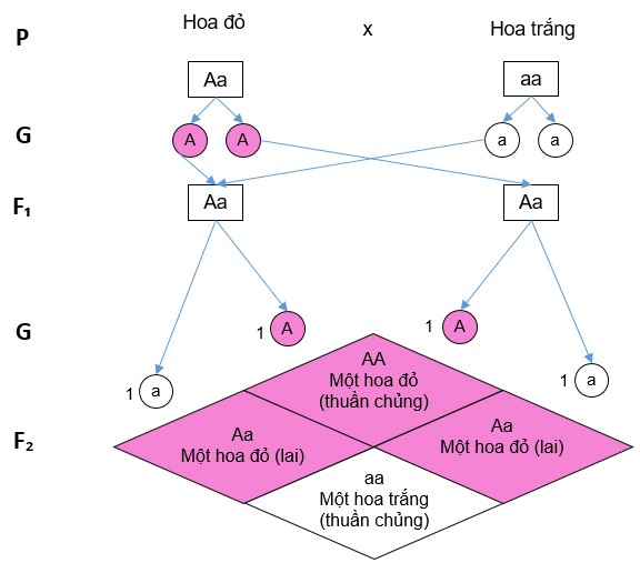 Sơ đồ lai một tính trạng
