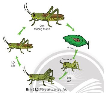 Sinh học 11 Chân trời sáng tạo bài 21