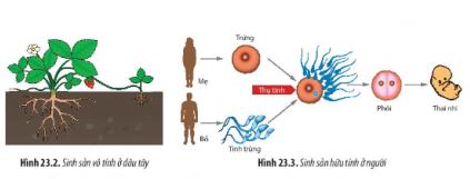 Sinh học 11 Chân trời sáng tạo bài 23