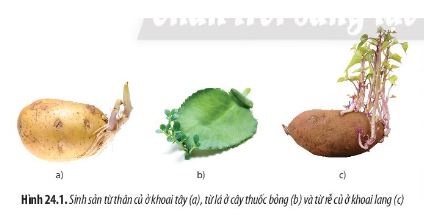 Sinh học 11 Chân trời sáng tạo bài 24