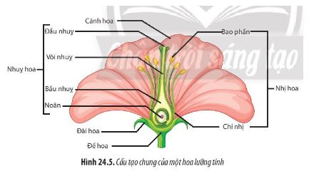 Sinh học 11 Chân trời sáng tạo bài 24