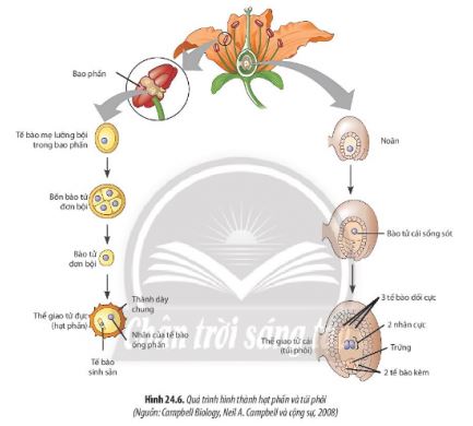 Sinh học 11 Chân trời sáng tạo bài 24