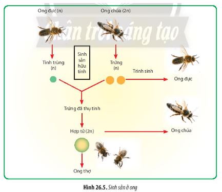 Sinh học 11 Chân trời sáng tạo bài 26
