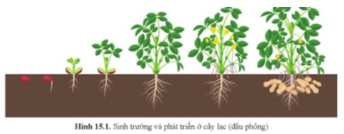 Sinh học 11 Cánh diều bài 15