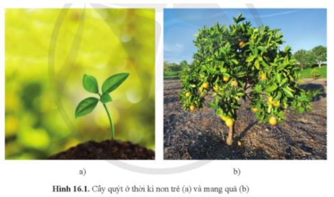 Sinh học 11 Cánh diều bài 16