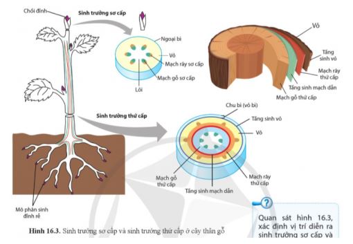 Sinh học 11 Cánh diều bài 16