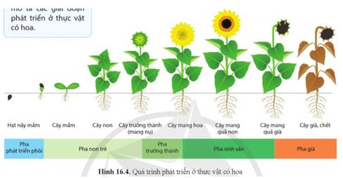 Sinh học 11 Cánh diều bài 16