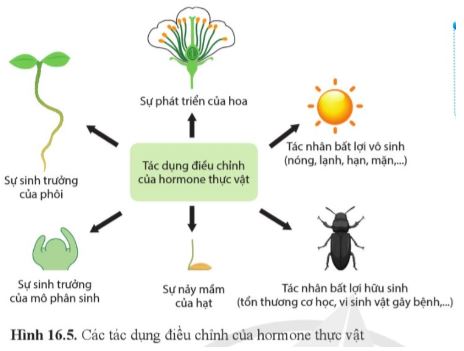 Sinh học 11 Cánh diều bài 16