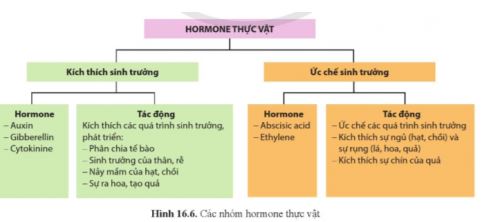Sinh học 11 Cánh diều bài 16