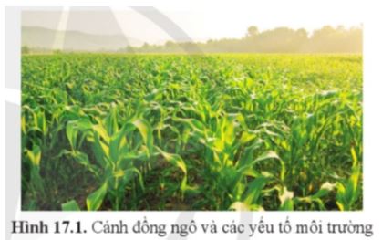 Sinh học 11 Cánh diều bài 17