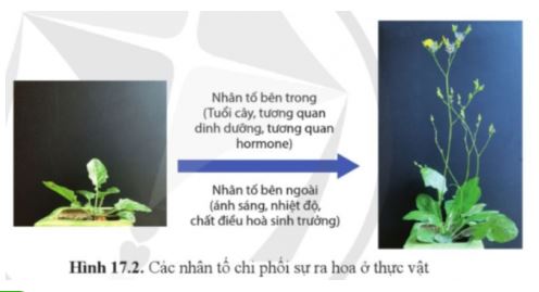 Sinh học 11 Cánh diều bài 17