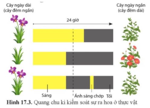 Sinh học 11 Cánh diều bài 17