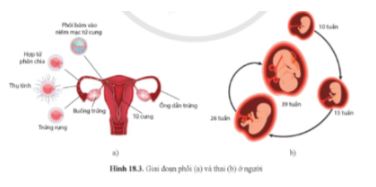 Sinh học 11 Cánh diều bài 18