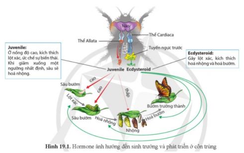 Sinh học 11 Cánh diều bài 19