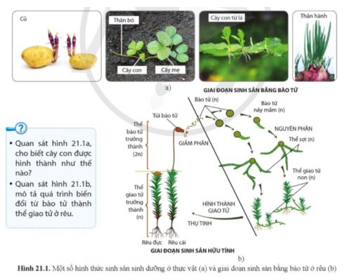 Sinh học 11 Cánh diều bài 21