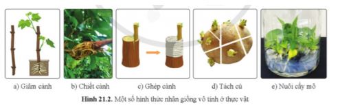 Sinh học 11 Cánh diều bài 21
