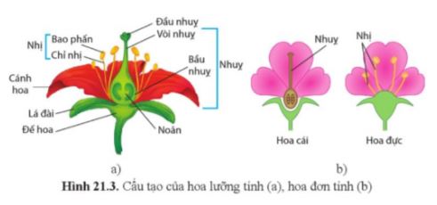 Sinh học 11 Cánh diều bài 21