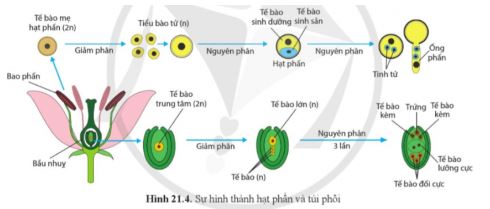 Sinh học 11 Cánh diều bài 21