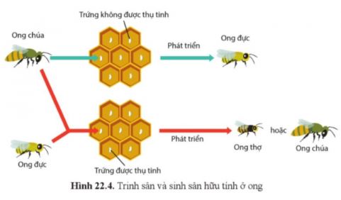 Sinh học 11 Cánh diều bài 22