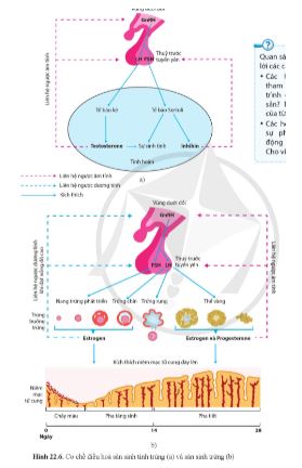 Sinh học 11 Cánh diều bài 22