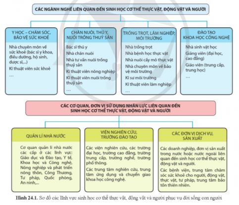 Sinh học 11 Cánh diều bài 24