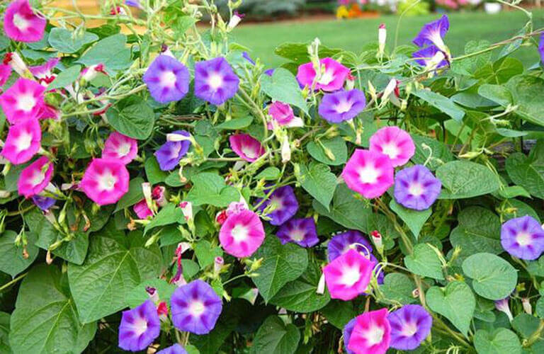 Cảm nhận về bài thơ lục bát Hoa Bìm lớp 6