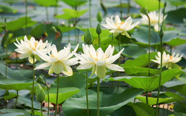 Cảm nghĩ về bài thơ lục bát Trong đầm gì đẹp bằng sen lớp 6