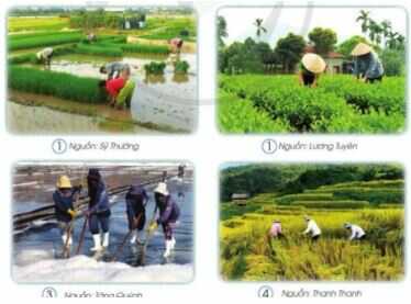 Giải Mĩ thuật 4 Cánh diều bài 13: Trên cánh đồng quê em