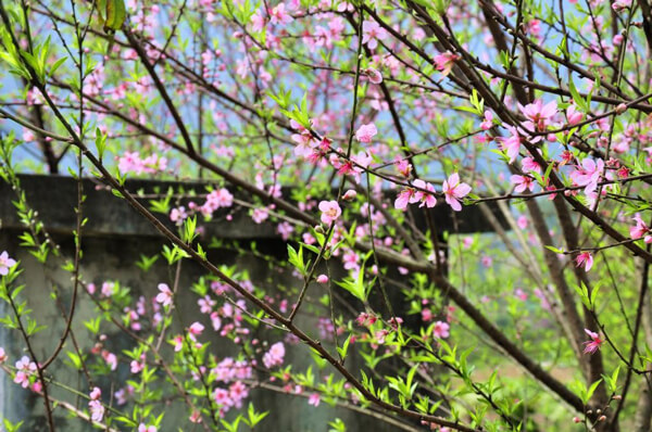 Đoạn văn cảm nhận về cảnh sắc và không khí mùa xuân