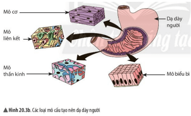 Quan sát hình 20.3b và cho biết dạ dày được cấu tạo từ những loại mô nào