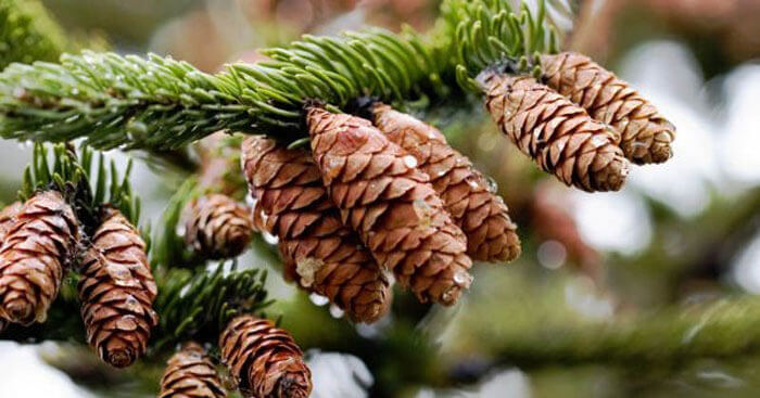 Tóm tắt Lẵng quả thông