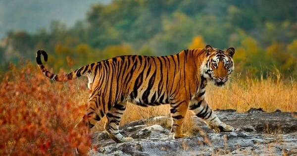 Tả một con vật em đã được quan sát trên ti vi hoặc phim ảnh