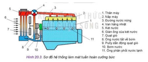 Công nghệ 11 Kết nối tri thức bài 20
