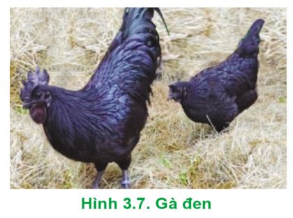 Công nghệ 11 Cánh diều bài 3