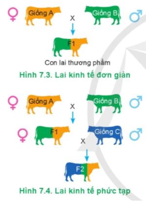 Công nghệ 11 Cánh diều bài 7
