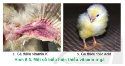 Công nghệ 11 Cánh diều bài 8