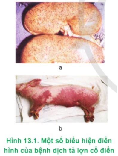 Công nghệ 11 Cánh diều bài 13