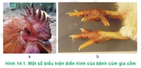 Công nghệ 11 Cánh diều bài 14