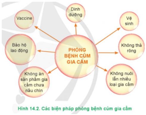Công nghệ 11 Cánh diều bài 14