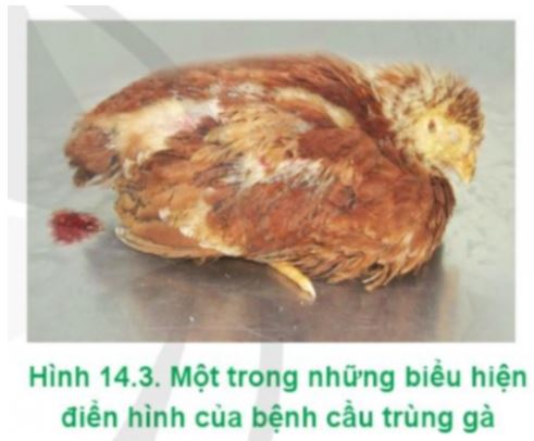 Công nghệ 11 Cánh diều bài 14