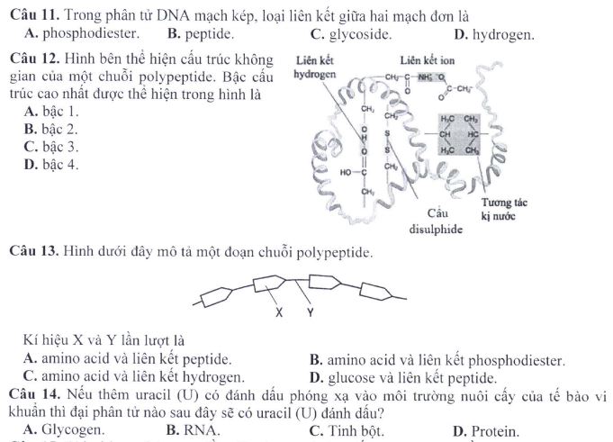 Đề minh họa thi THPT Quốc gia môn Sinh học