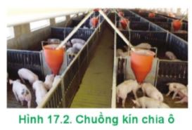 Công nghệ 11 Cánh diều bài 17