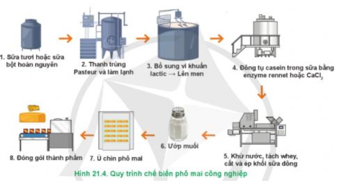 Công nghệ 11 Cánh diều bài 21