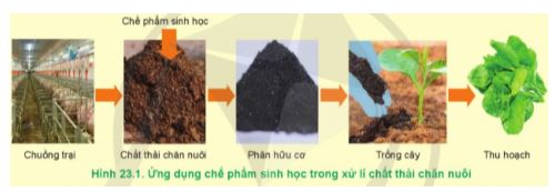 Công nghệ 11 Cánh diều bài 23