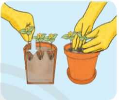 Khám phá trang 25 SGK Công nghệ 4