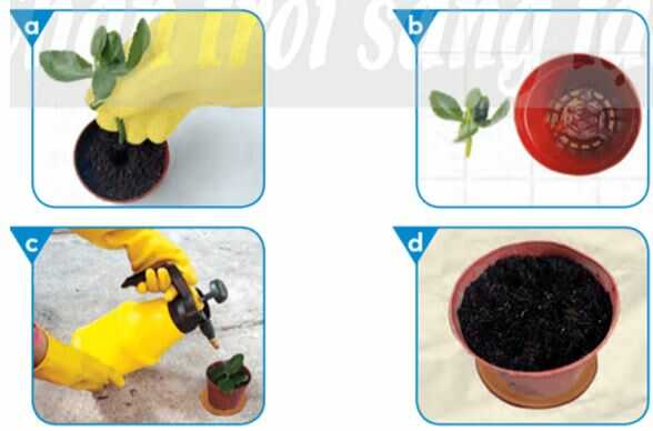 Luyện tập 2 trang 29 SGK Công nghệ 4