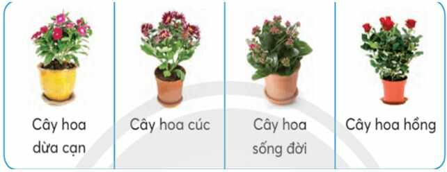 Vận dụng trang 30 SGK Công nghệ 4