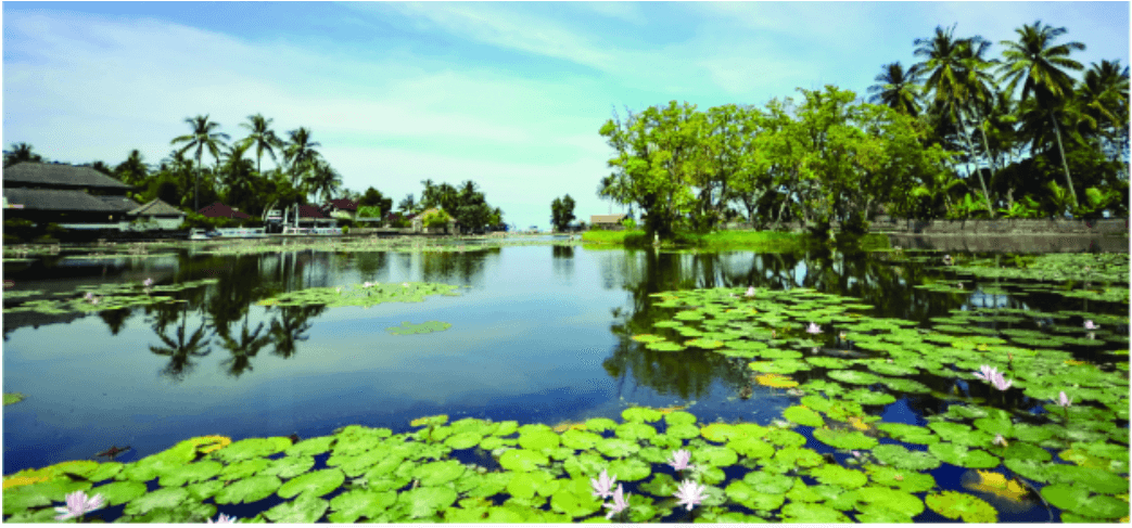 Quan sát hình trên và kể tên những loài thực vật trong hình mà em biết