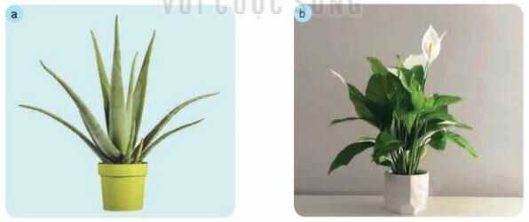 Khám phá trang 7 SGK Công nghệ 4