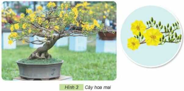 Khám phá trang 13 SGK Công nghệ 4